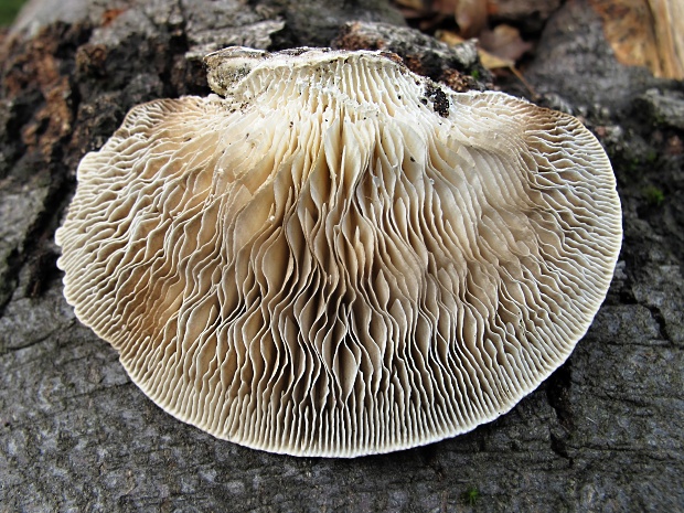lupeňovka brezová Lenzites betulina (L.) Fr.