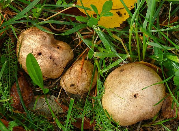pestrec prášnicovitý Scleroderma areolatum Ehrenb.