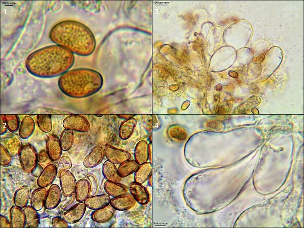 vláknica škvrnitá Inosperma maculatum (Boud.) Matheny & Esteve-Rav.