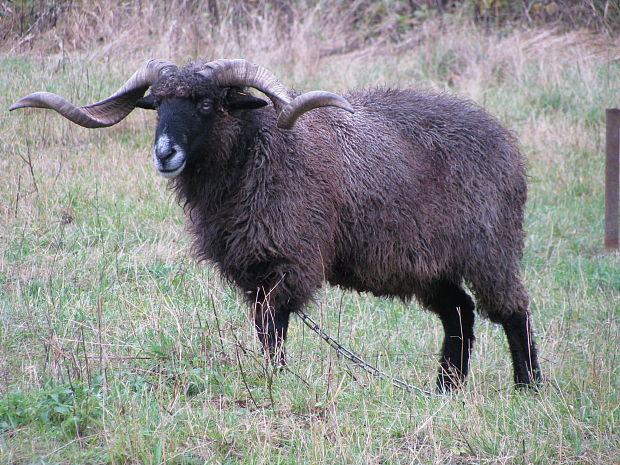ovca domáca Ovis aries L.