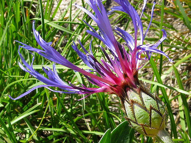 nevädza triumfettova konáristá Cyanus triumfettii subsp. axillaris (Willd.) Dostál ex Á. Löve et D. Löve