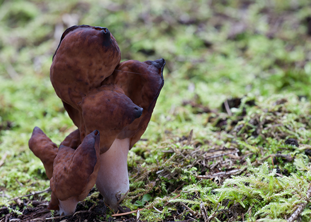 ušiak mitrovitý Gyromitra infula (Schaeff.) Quél.