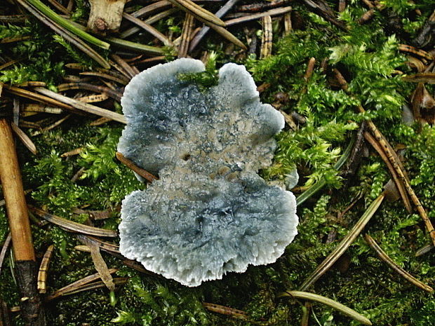 šťavnatec modrastý Cyanosporus caesius (Schrad.) McGinty