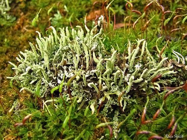 dutohlávka končistá Cladonia coniocraea (Flörke) Spreng.