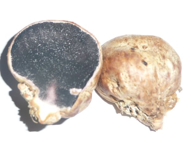 pestrec Scleroderma sp.