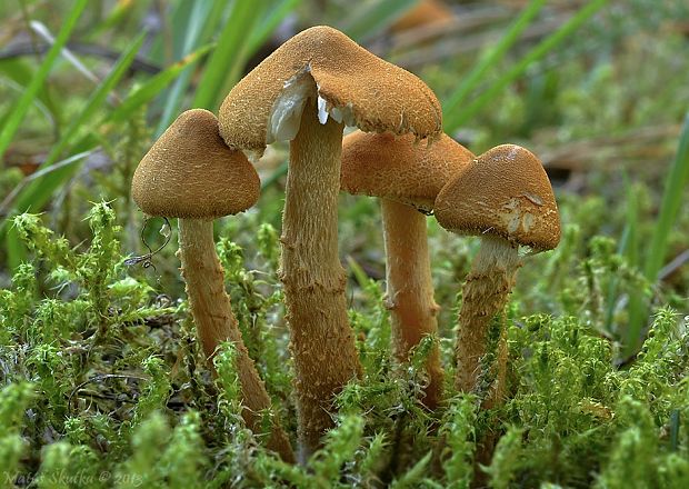 zrnivka okrová Cystoderma amianthinum (Scop.) Fayod