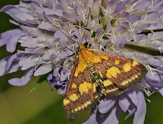 víjačka purpurová Pyrausta purpuralis