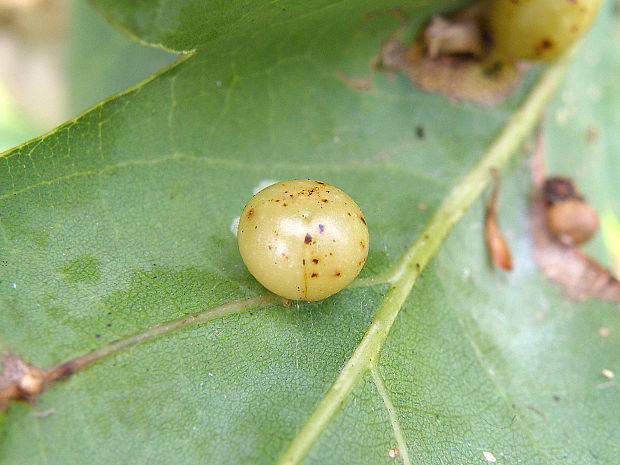 hrčiarka listová / žlabatka dubová Cynips quercusfolii Linnaeus, 1758