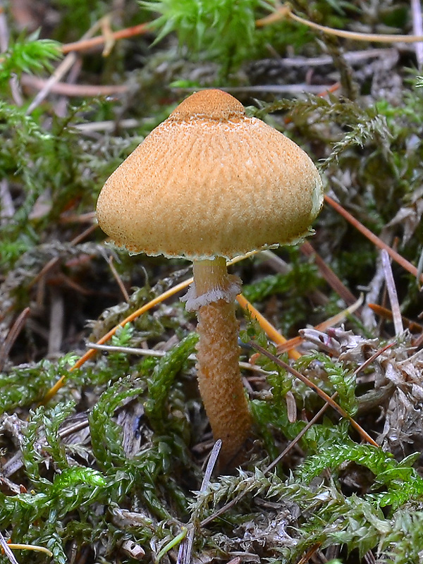 zrnivka okrová Cystoderma amianthinum (Scop.) Fayod