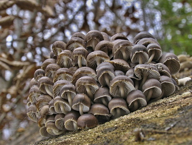 prilbička hnedosivá Mycena tintinnabulum (Paulet) Quél.