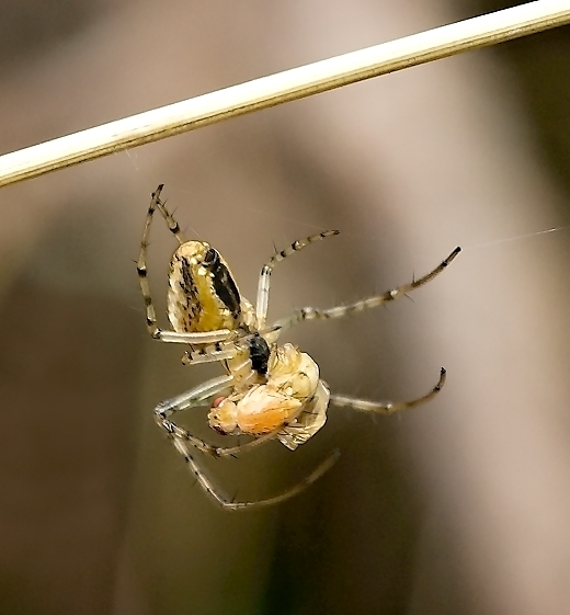 pavúk Metellina segmentata