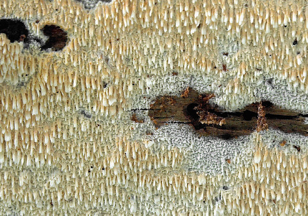 hyfodoncia mečíkatá Hyphodontia spathulata (Schrad.) Parmasto