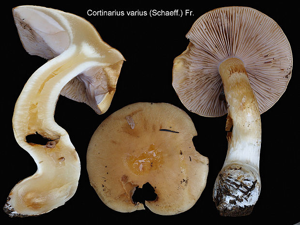 pavučinovec žemľový Cortinarius varius (Schaeff.) Fr.