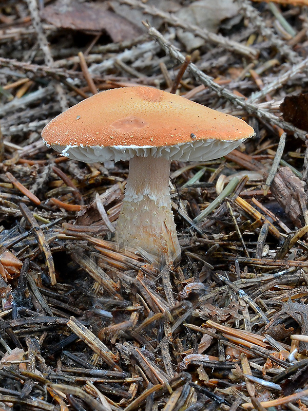 zrnivka okrová Cystoderma amianthinum (Scop.) Fayod