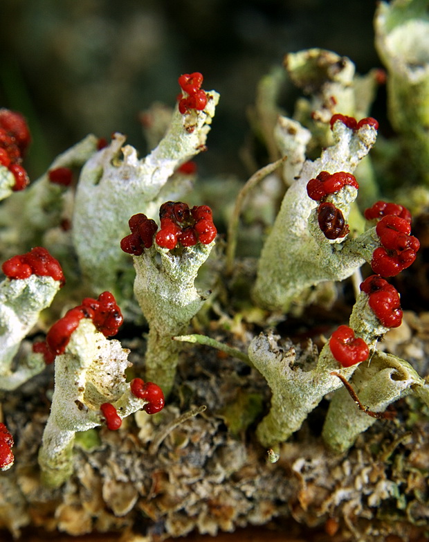 dutohlávka červcová Cladonia coccifera  (L.) Willd. s. l.
