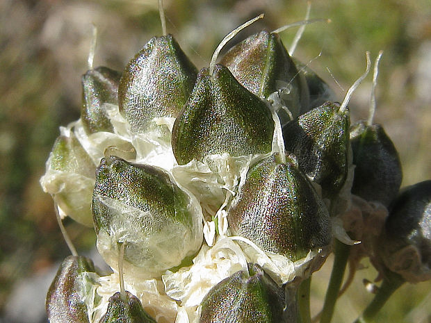 cesnak bledožltý Allium ochroleucum Waldst. et Kit.
