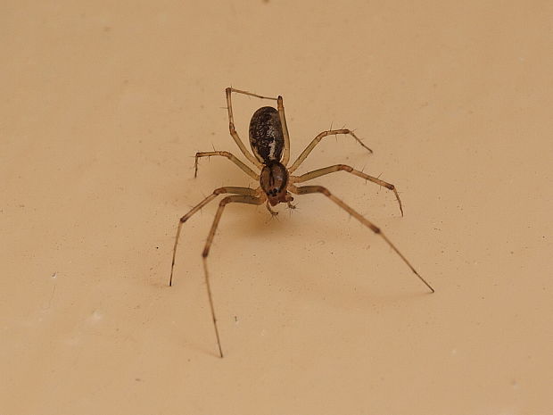 pavúk Linyphia cf.triangularis