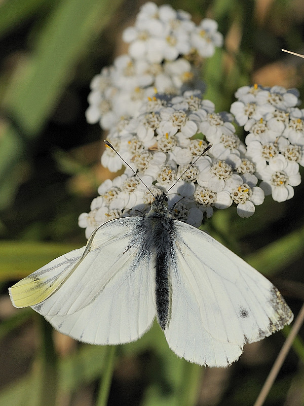 mlynárik repkový Pieris napi