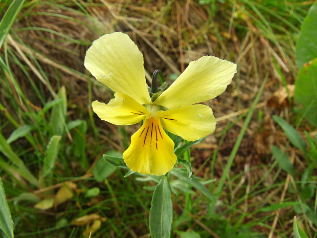 fialka žltá sudetská Viola lutea subsp. sudetica (Willd.) Nyman