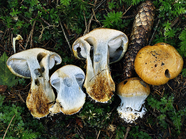 pavučinovec premenlivý Cortinarius glaucopus (Schaeff.) Fr.