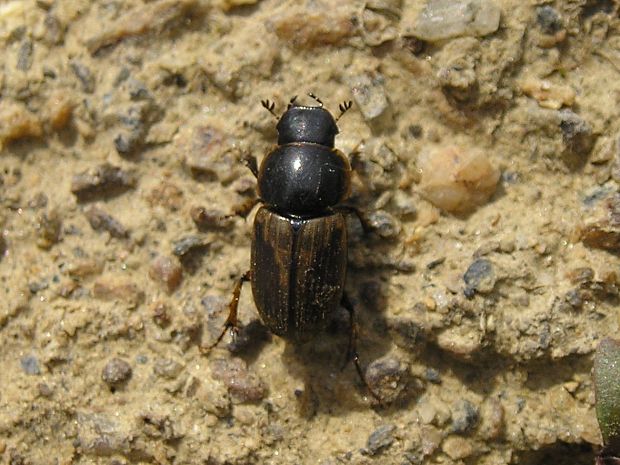 hnojník jarní Melinopterus prodromus