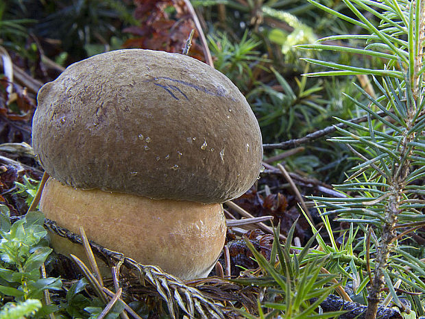 hríb zrnitohlúbikový Sutorius luridiformis (Rostk.) G. Wu & Zhu L. Yang