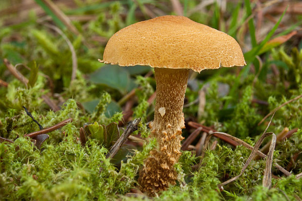zrnivka okrová Cystoderma amianthinum (Scop.) Fayod