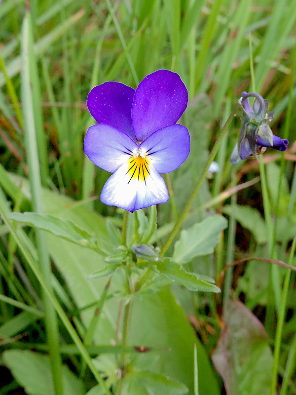 fialka trojfarebná / violka trojbarevná Viola tricolor L. emend. F. W. Schmidt