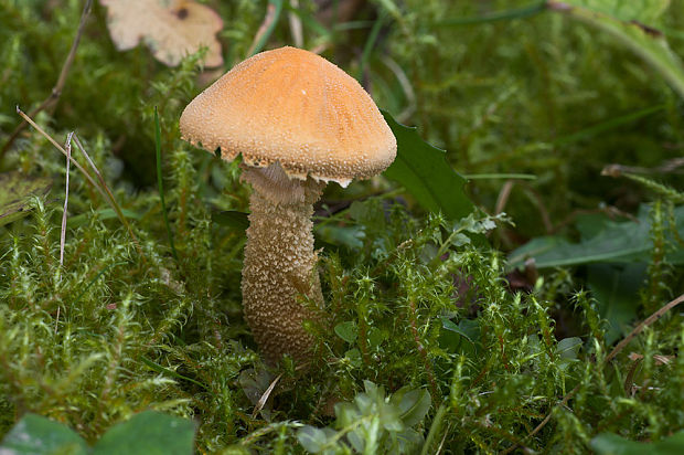 zrnivka okrová Cystoderma amianthinum (Scop.) Fayod