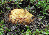 koreňovec žltkastý