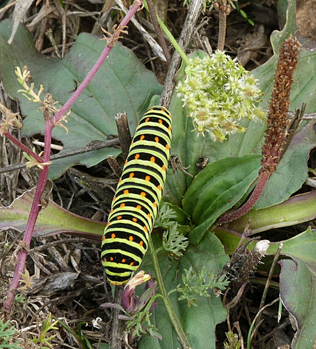 vidlochvost feniklový Papilio machaon  (Fr.) Kühner