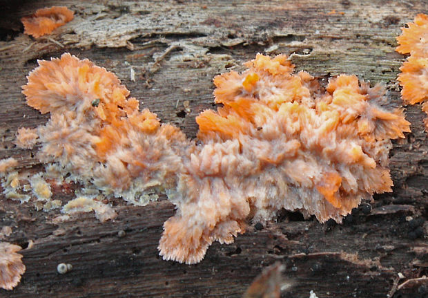 žilnačka oranžová Phlebia radiata  Fr.