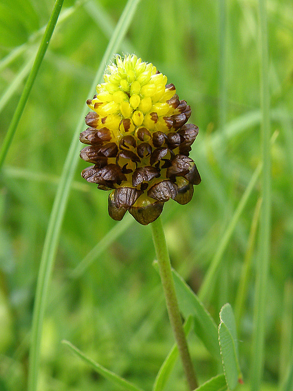 ďatelina gaštanovohnedá / jetel kaštanový Trifolium spadiceum L.