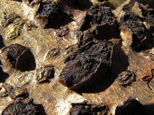 diatrypelka dubová Diatrypella quercina (Pers.) Cooke