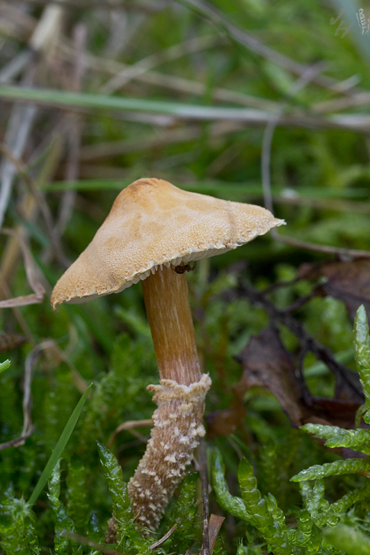 zrnivka okrová Cystoderma amianthinum (Scop.) Fayod
