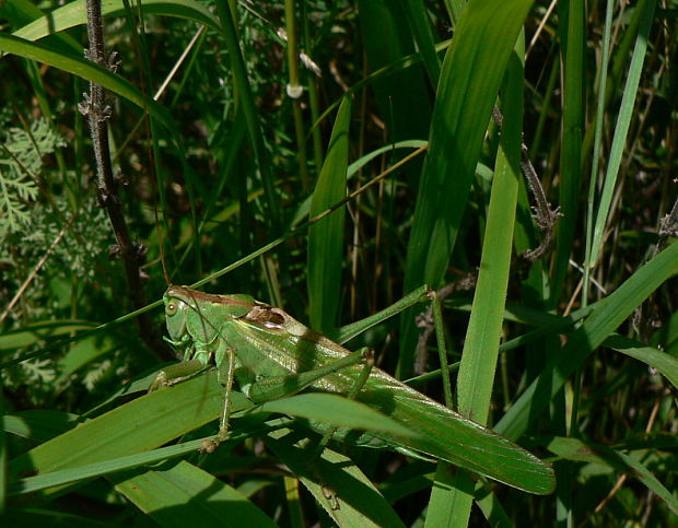 kobylka zelená - samček Tettigonia viridissima L., 1758