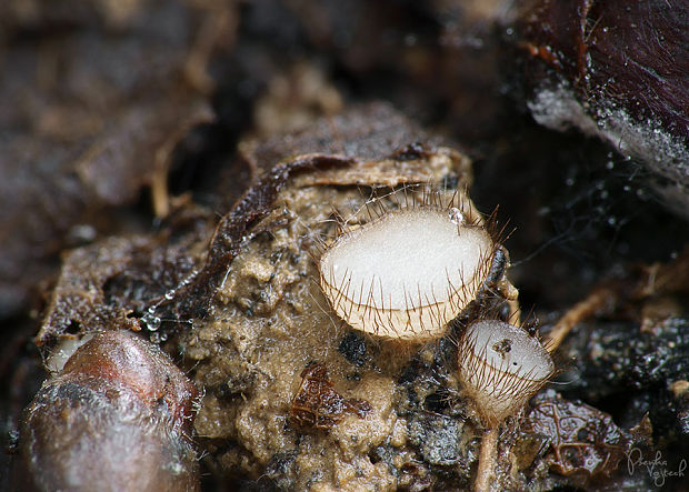 trichoféa dvojhrotová Trichophaeopsis bicuspis (Boud.) Korf & Erb