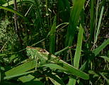 kobylka zelená - samček