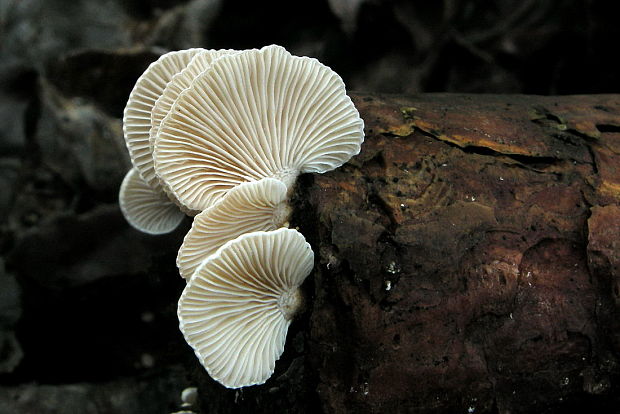 pňovka malá Panellus mitis (Pers.) Singer