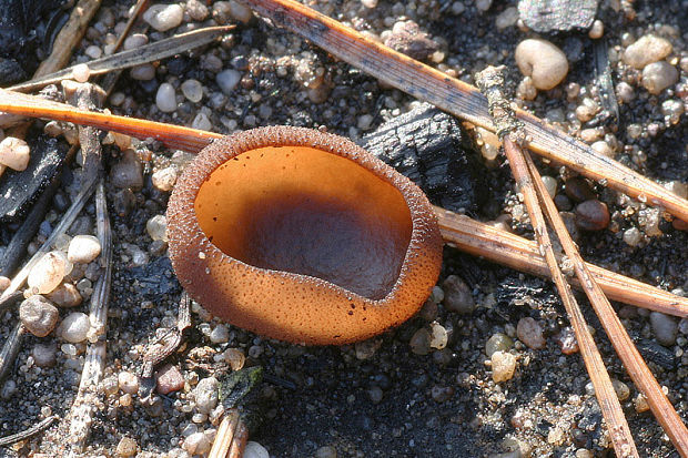 riasnatka Plicaria endocarpoides (Berk.) Rifai