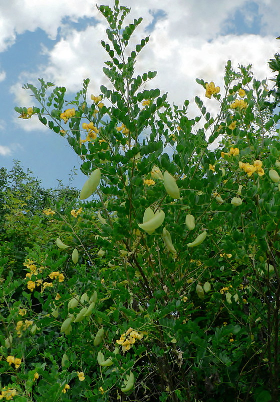 mechúrnik stromovitý Colutea arborescens L.