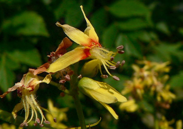 jeseňovec metlinatý Koelreuteria paniculata Laxm.