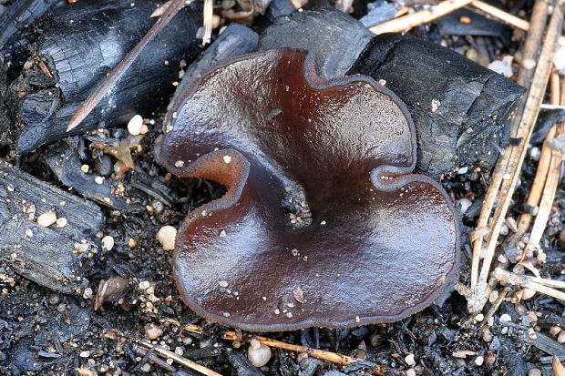 riasnatka Plicaria endocarpoides (Berk.) Rifai