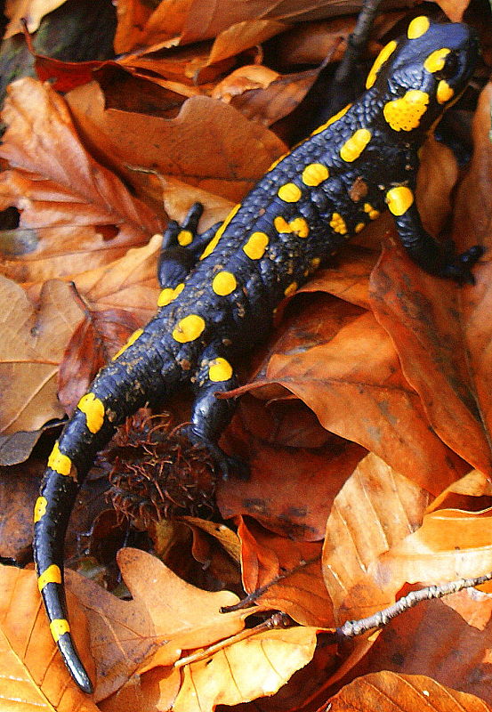 salamandra Salamandra salamandra