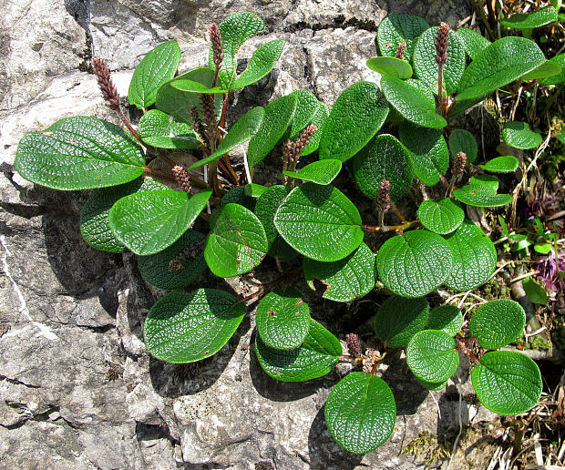 vŕba sieťkovaná Salix reticulata L.