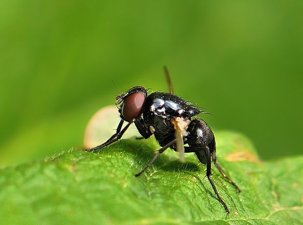 muška Agromyzidae