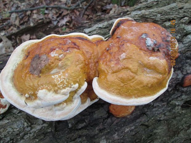 lesklokôrovka obyčajná Ganoderma lucidum (Curtis) P. Karst.