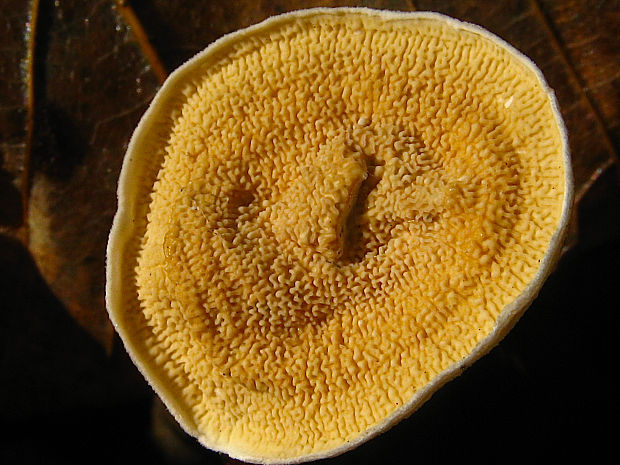 povlačník oranžový/dřevomorka meruňková Leucogyrophana mollusca (Fr.) Pouzar