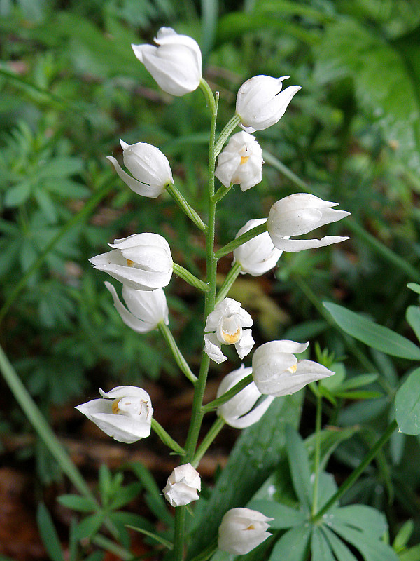 prilbovka dlholistá / okrotice dlouholistá Cephalanthera longifolia (L.) Fritsch