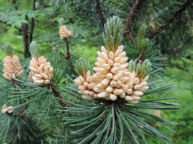 borovica horská / borovice kleč Pinus mugo Turra